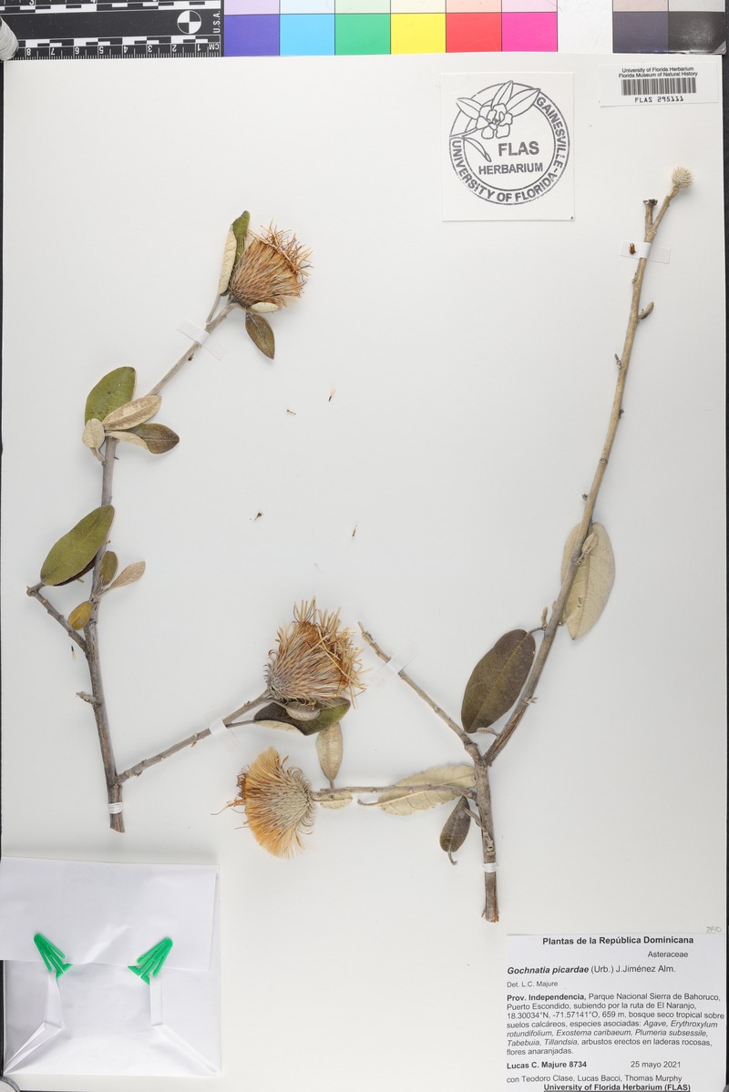 Anastraphia picardae photo 2