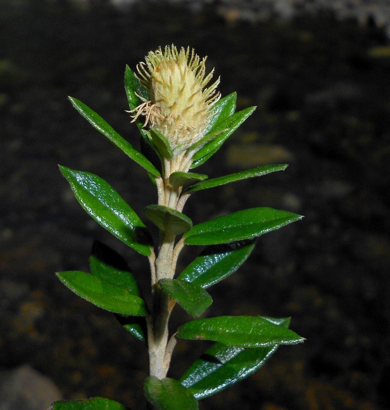 Anastraphia recurva photo 3