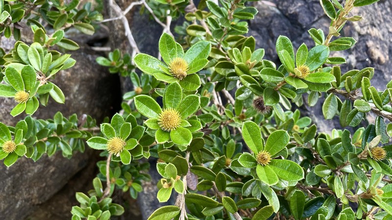 Anastraphia recurva photo 4