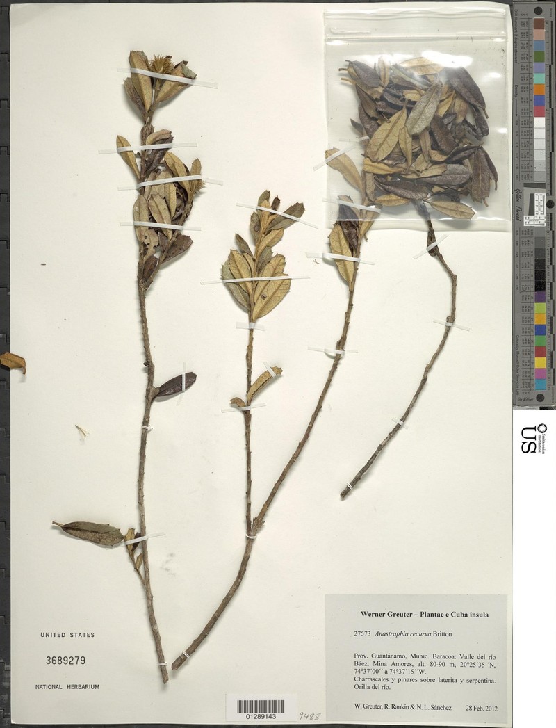 Anastraphia recurva photo 5