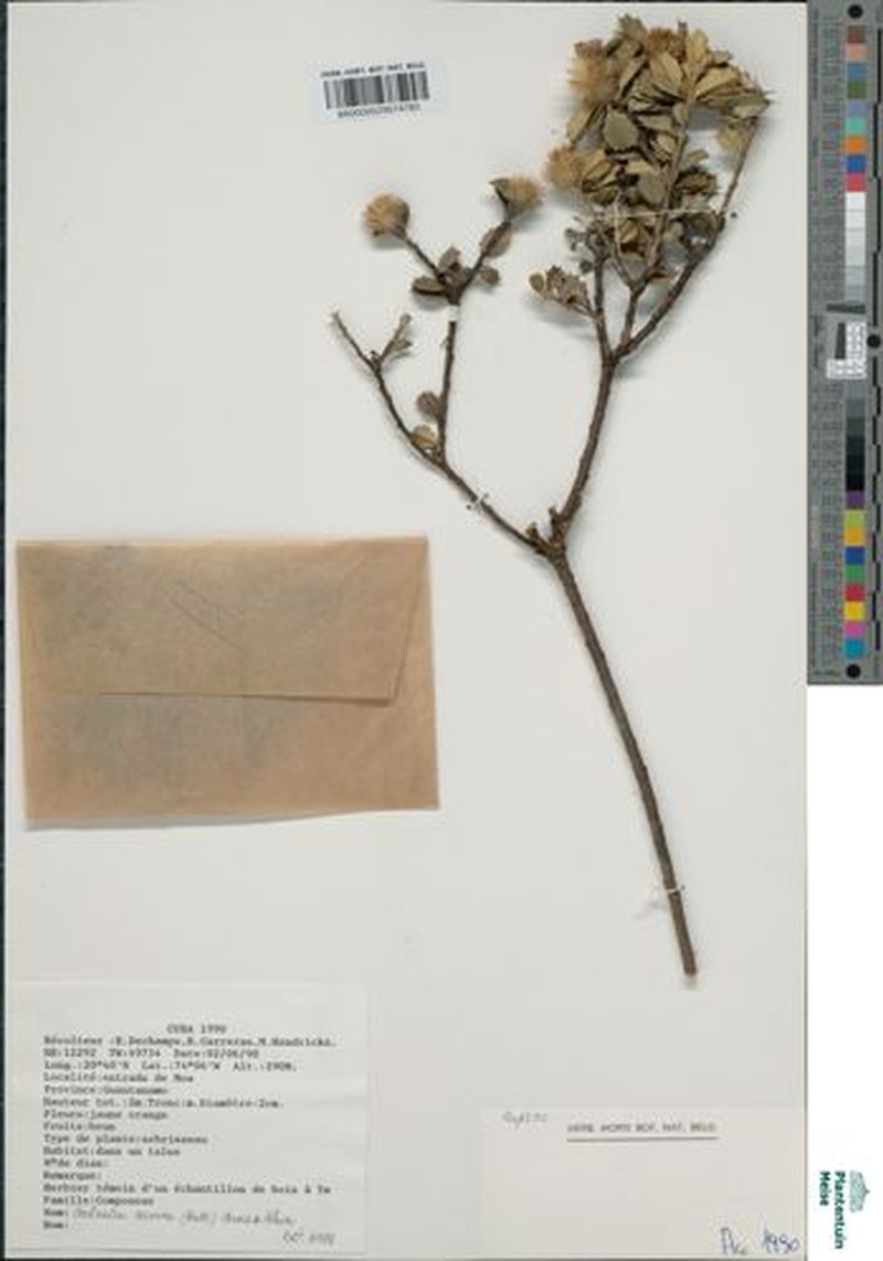 Anastraphia recurva