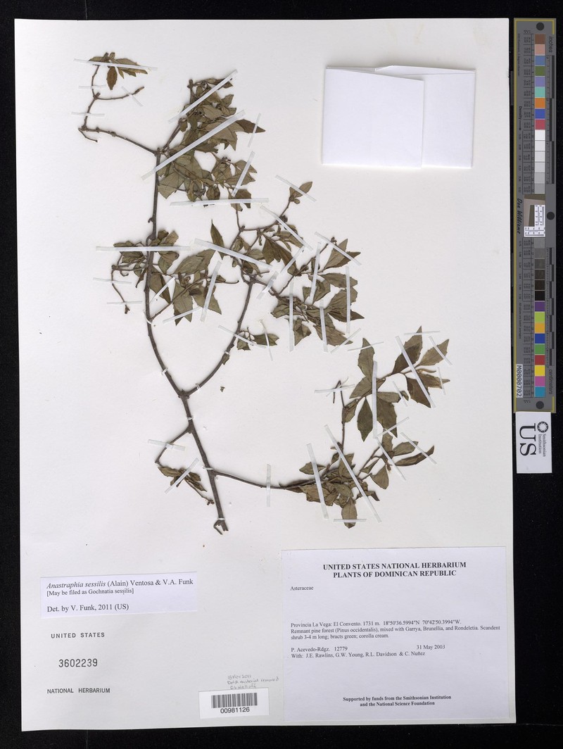 Anastraphia sessilis photo 2
