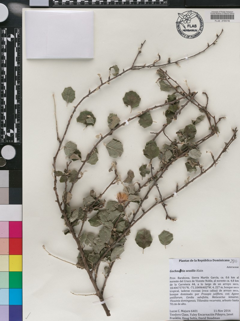 Anastraphia sessilis