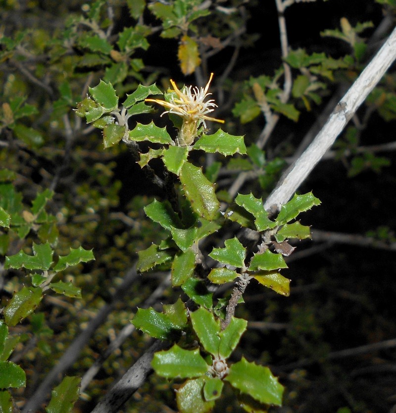 Anastraphia shaferi