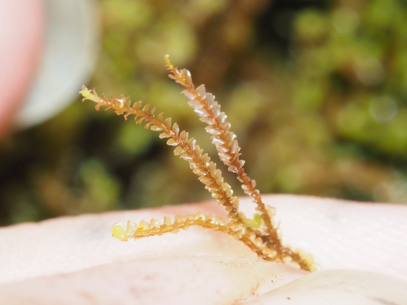 Anastrepta orcadensis