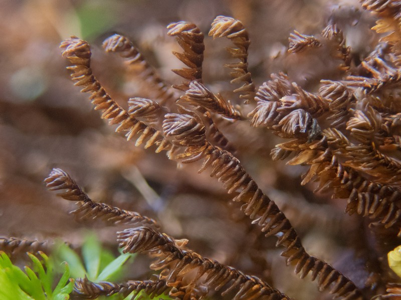 Anastrophyllum donianum