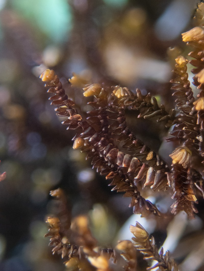 Anastrophyllum donianum photo 3