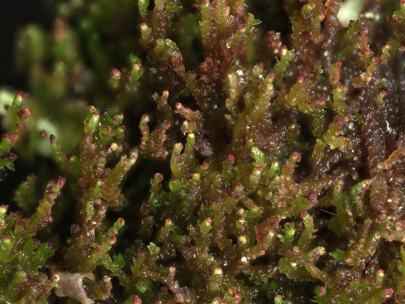 Anastrophyllum helleranum