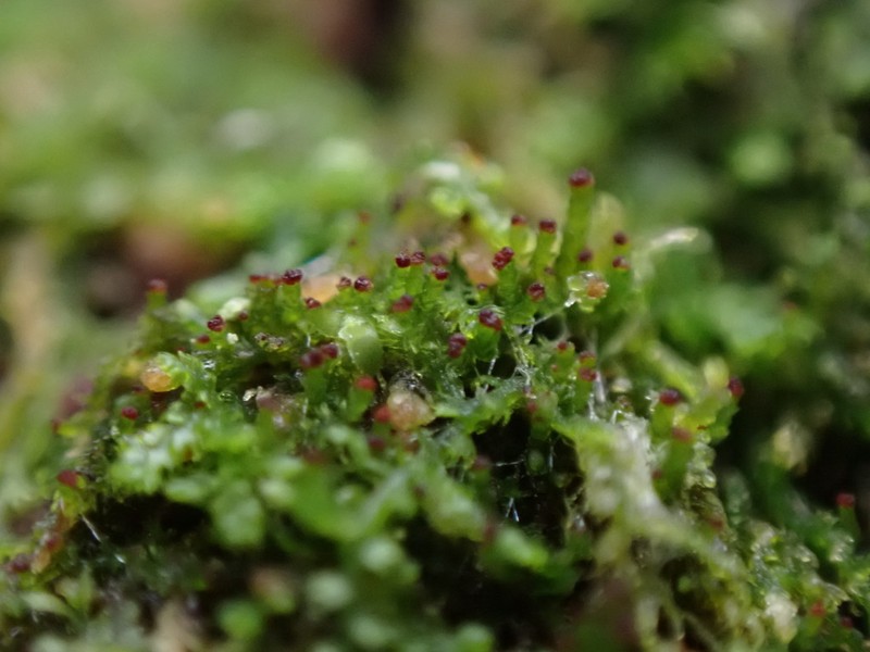 Anastrophyllum helleranum photo 2