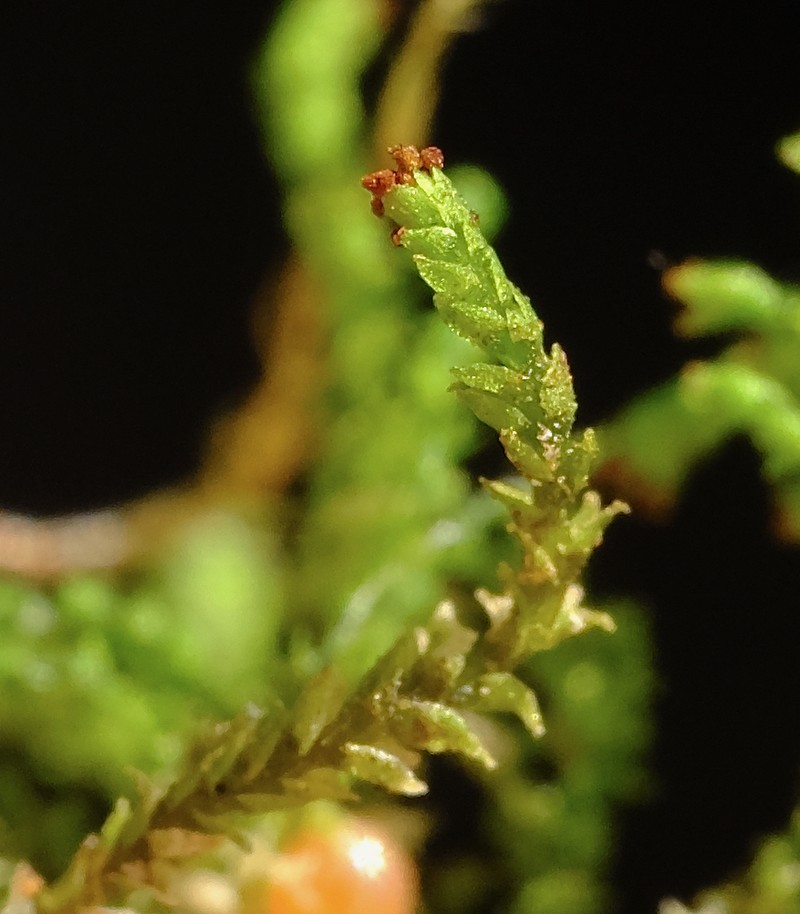 Anastrophyllum helleranum photo 3