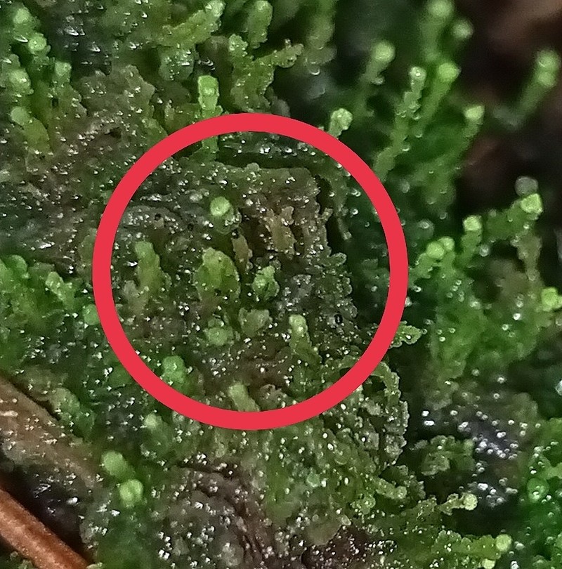 Anastrophyllum helleranum photo 4