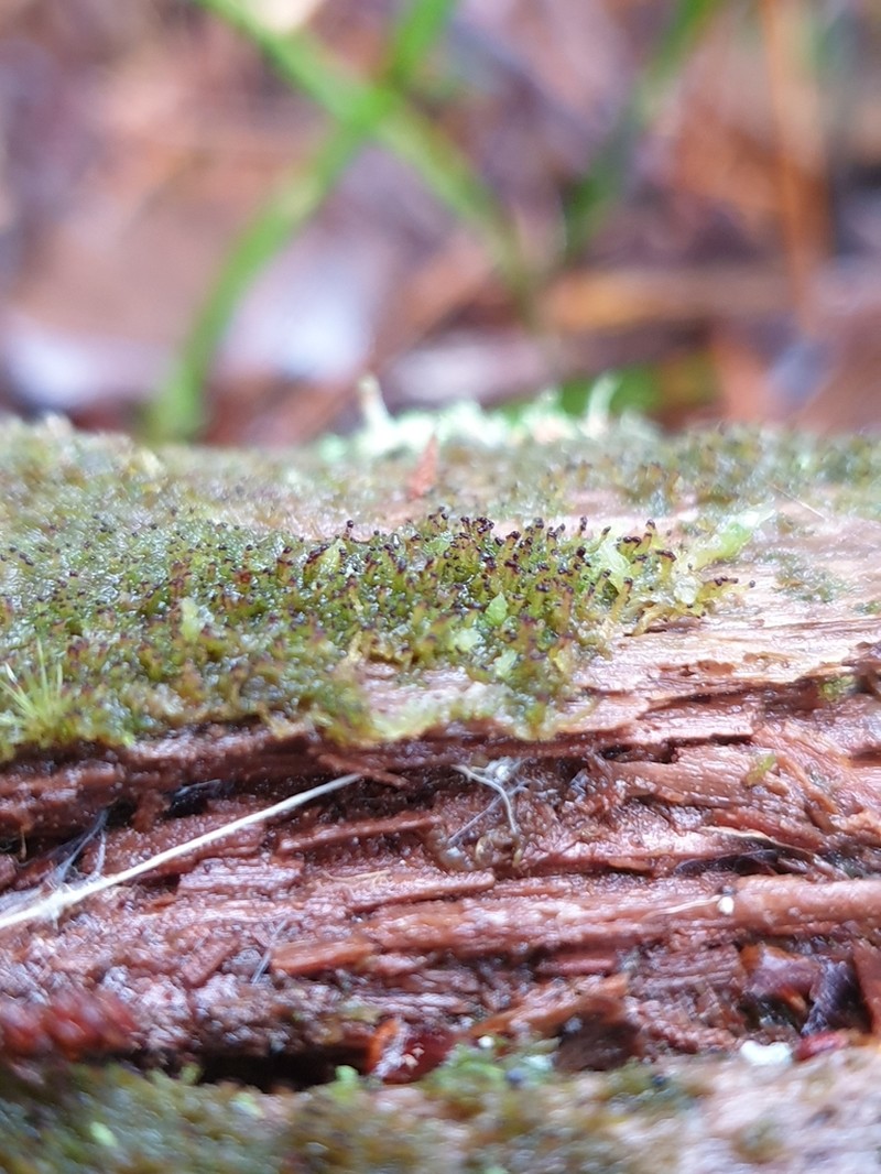 Anastrophyllum helleranum photo 5