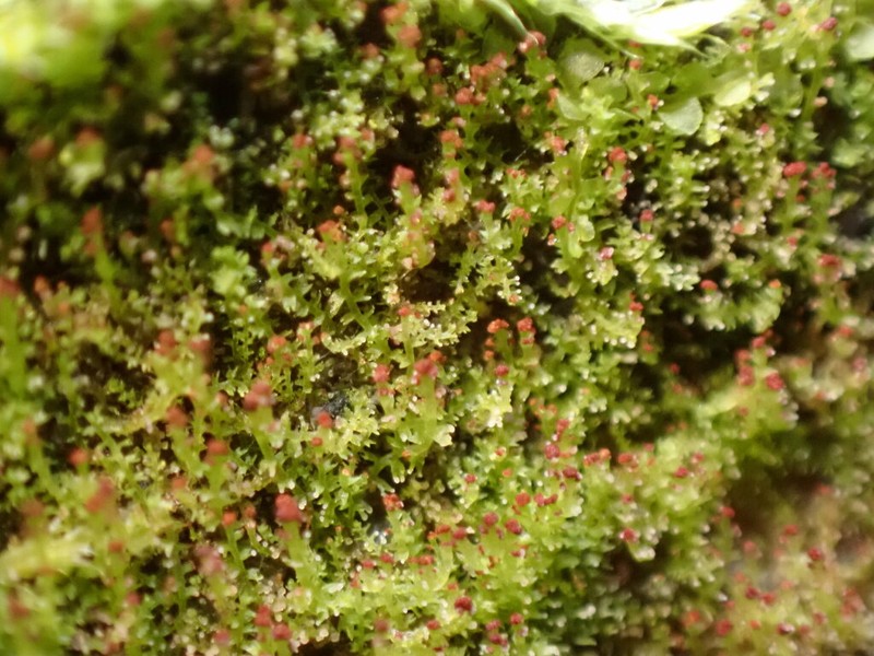 Anastrophyllum helleranum photo 6
