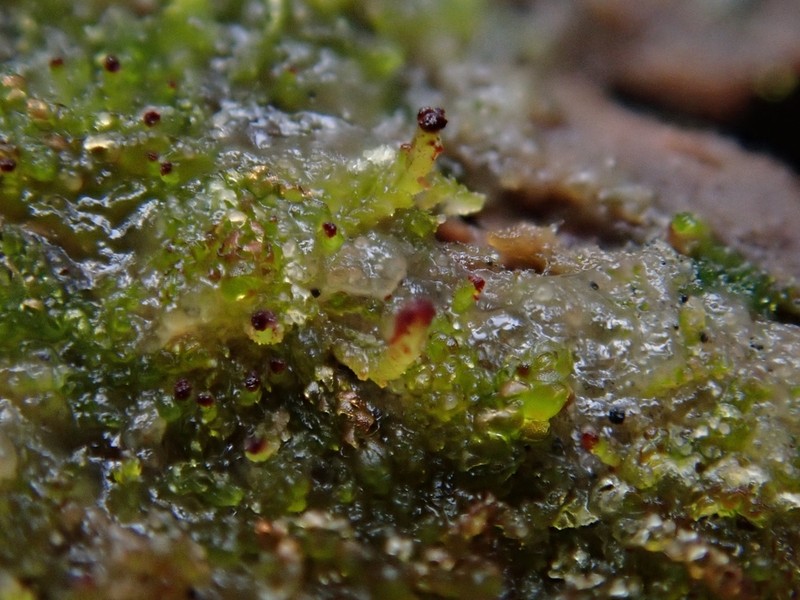 Anastrophyllum helleranum photo 8