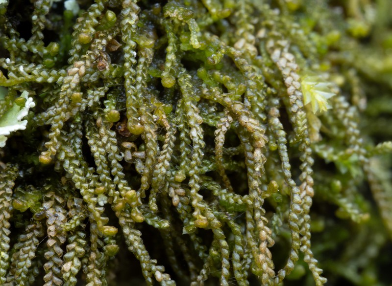 Anastrophyllum minutum