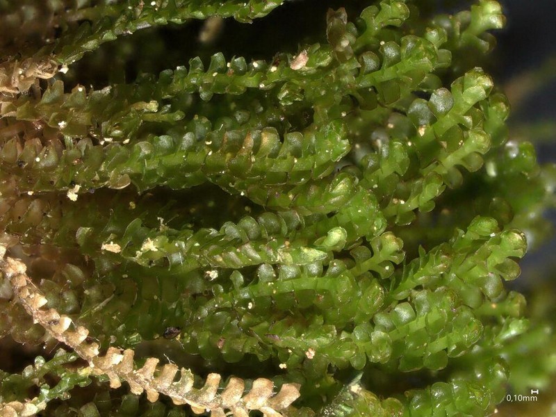 Anastrophyllum minutum photo 3
