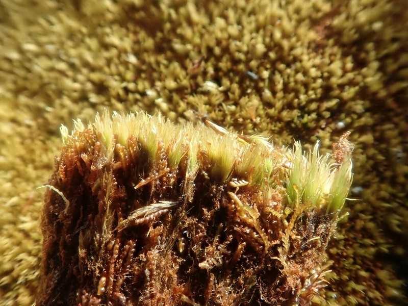Anastrophyllum minutum photo 4