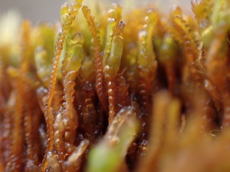 Anastrophyllum minutum photo 5