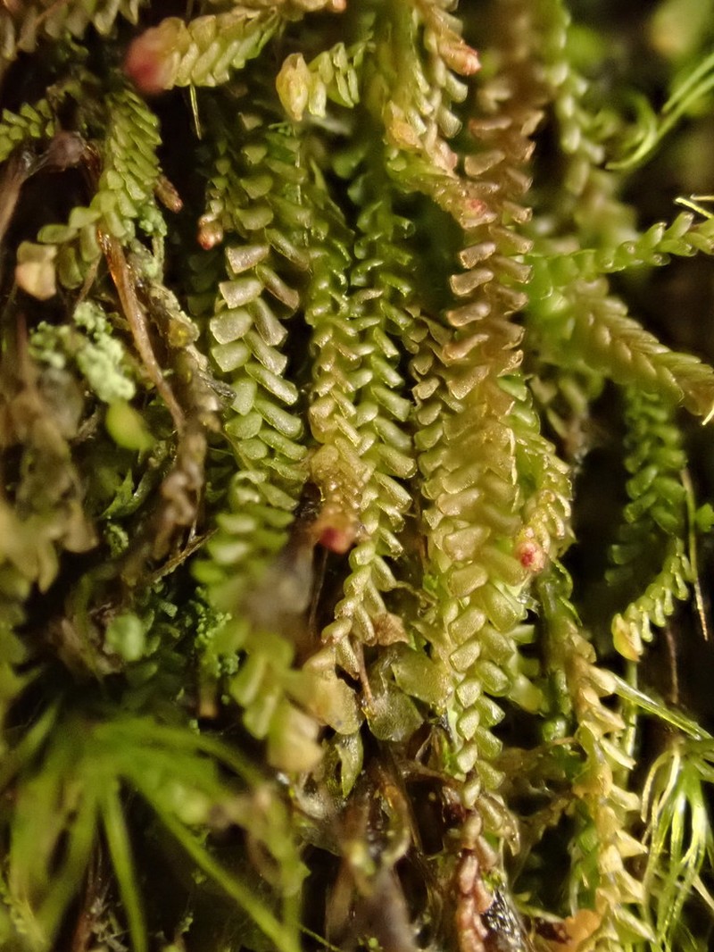 Anastrophyllum minutum photo 6