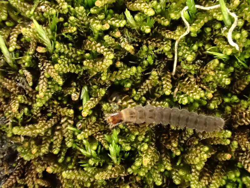 Anastrophyllum minutum photo 7