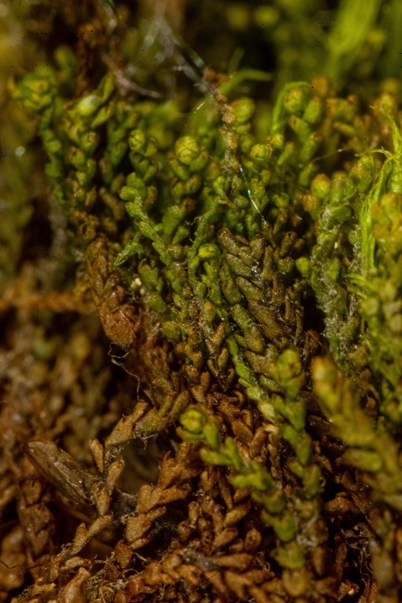 Anastrophyllum minutum photo 8