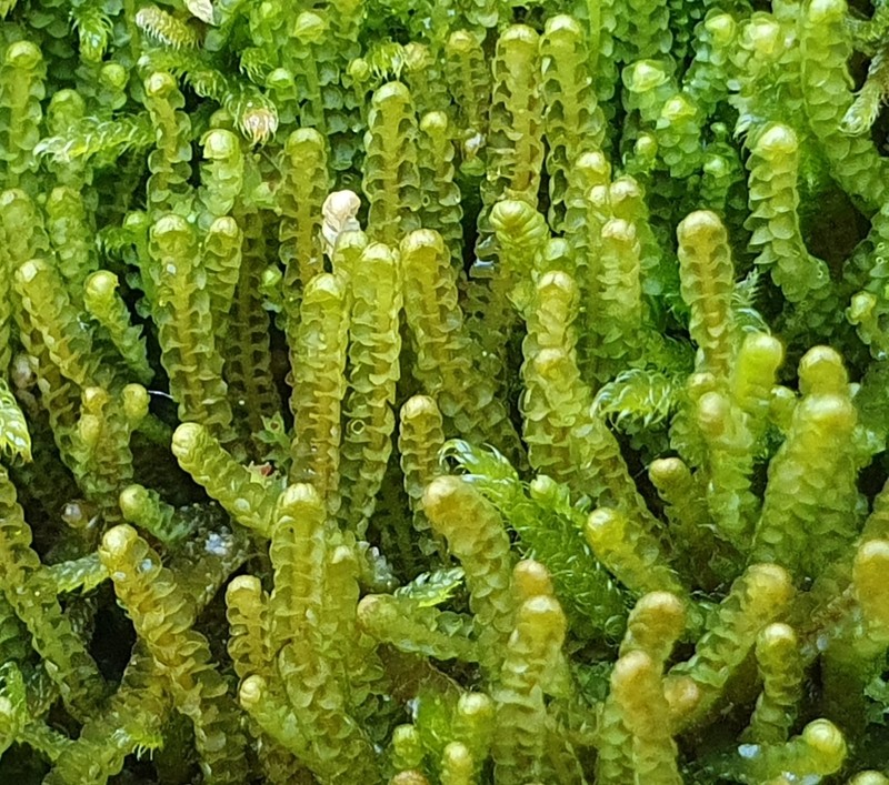 Anastrophyllum saicola