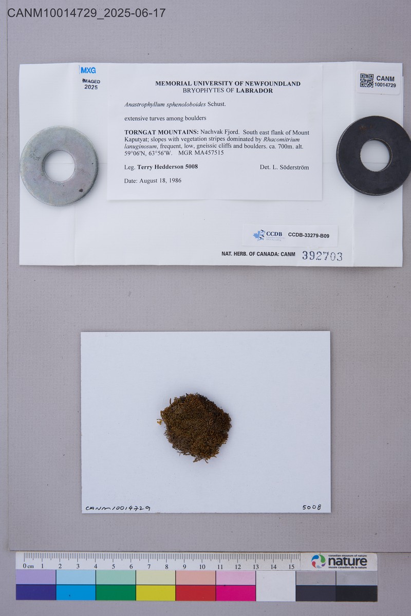 Anastrophyllum sphenoloboides