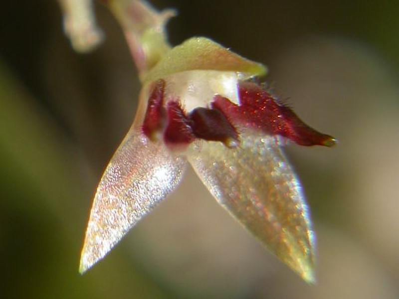 Anathallis adenochila