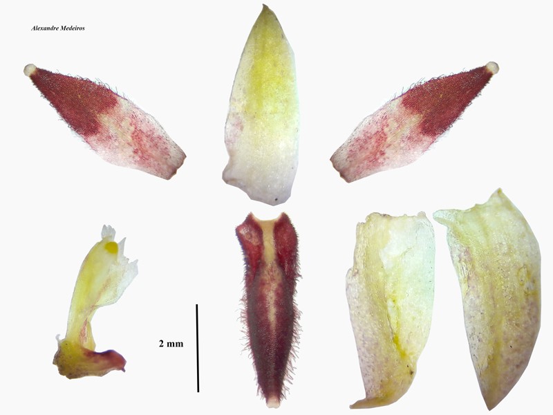 Anathallis adenochila photo 2