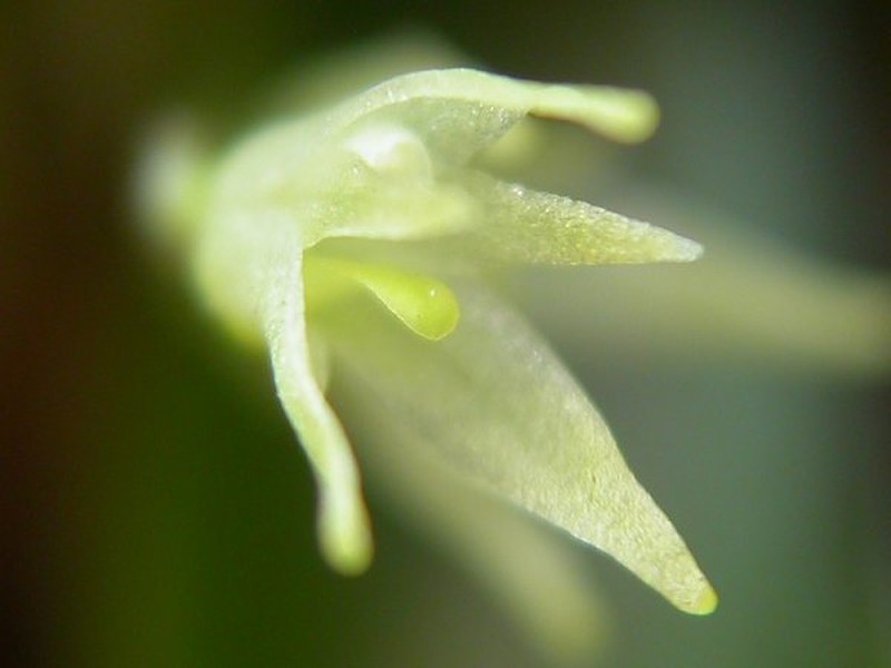 Anathallis aristulata