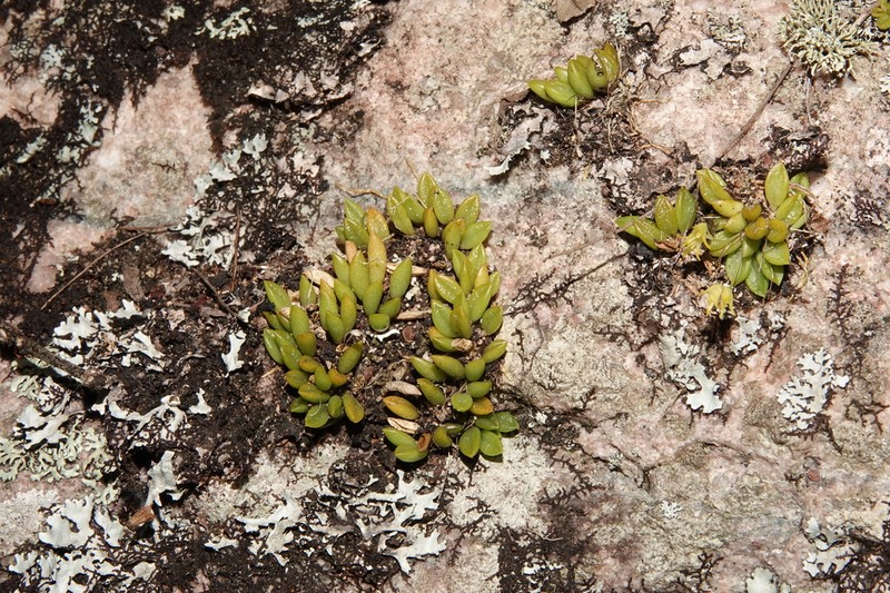 Anathallis aristulata photo 2