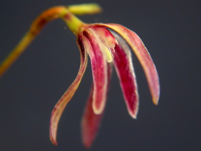 Anathallis bocainensis