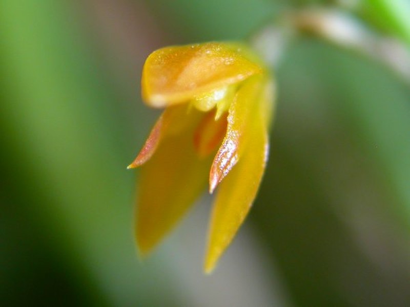 Anathallis brevipes