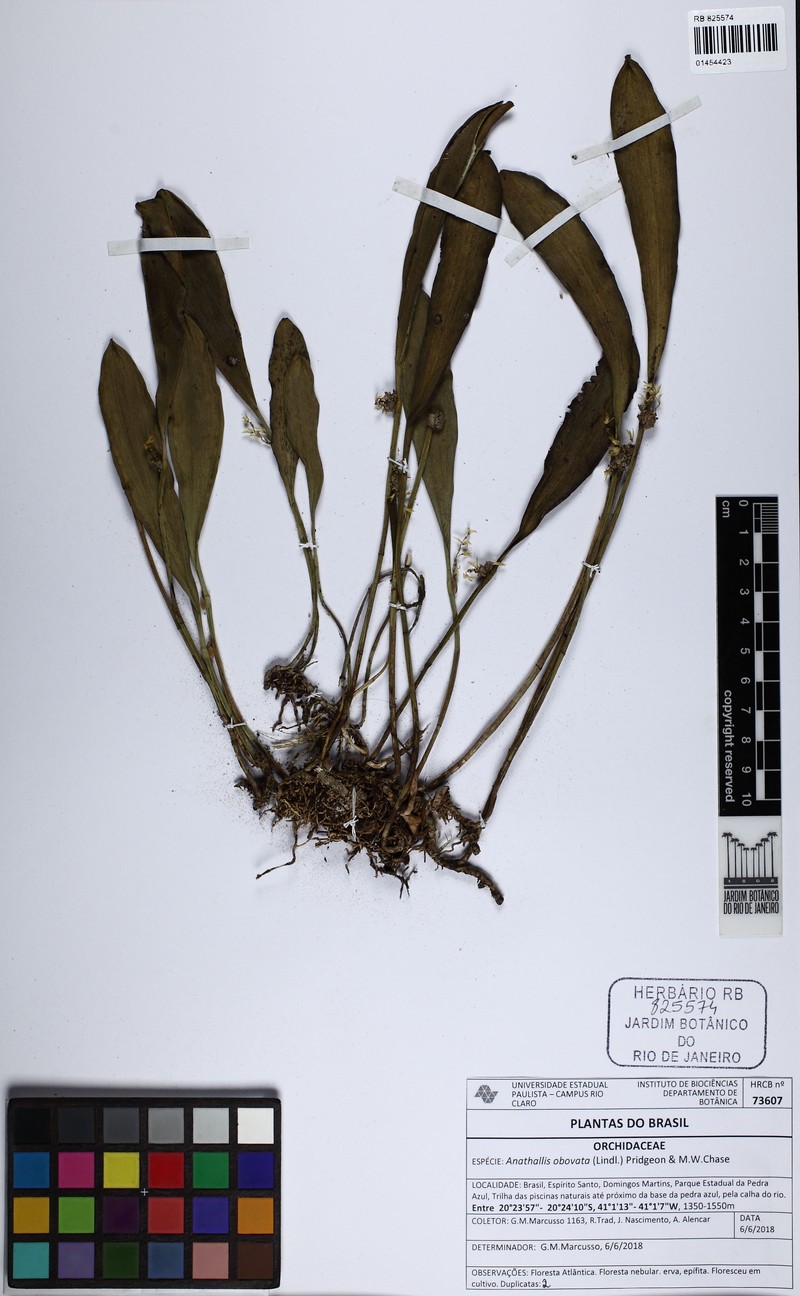 Anathallis citrina