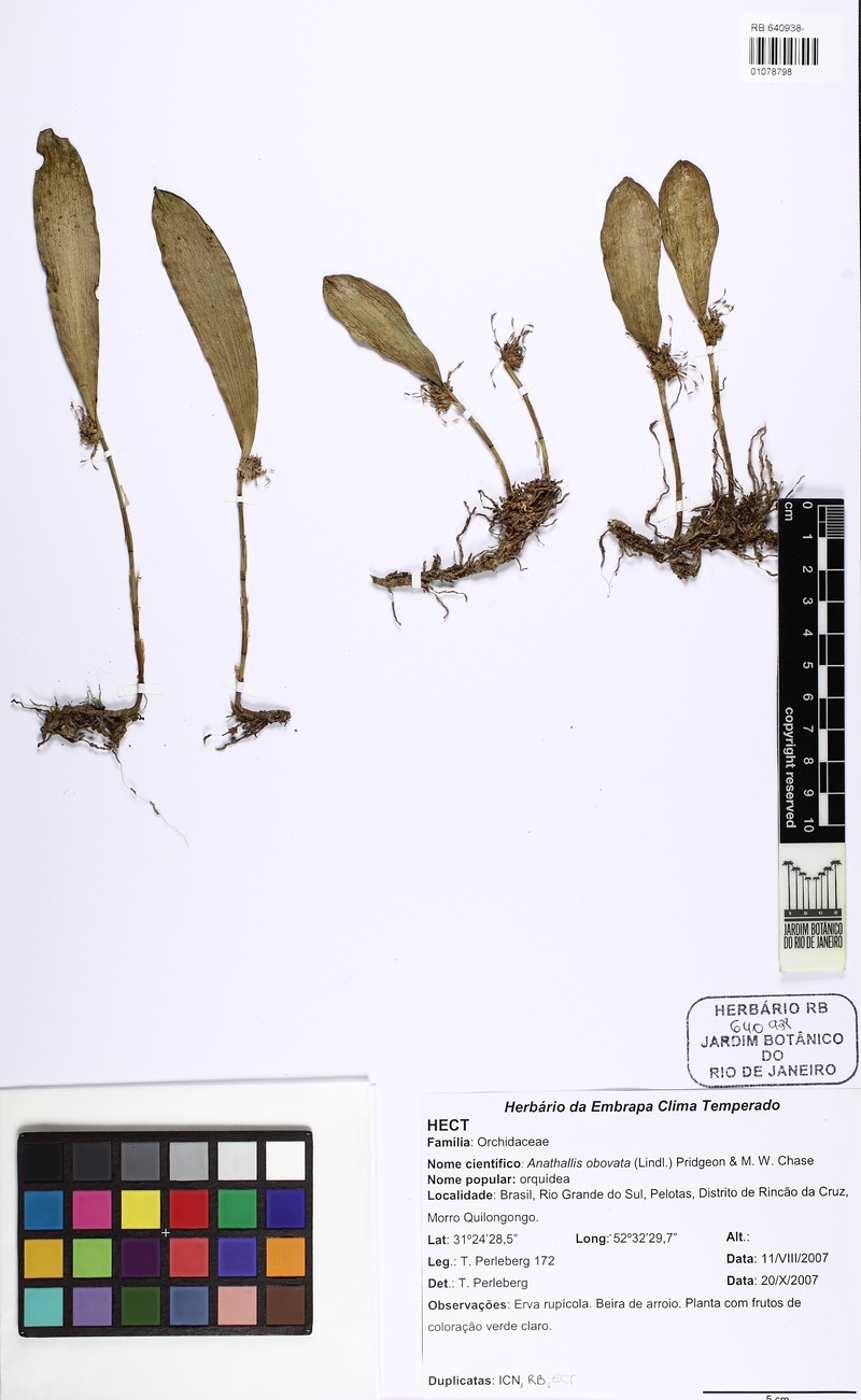 Anathallis citrina photo 2