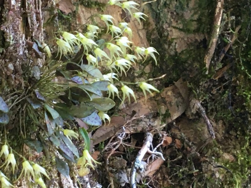 Anathallis dryadum
