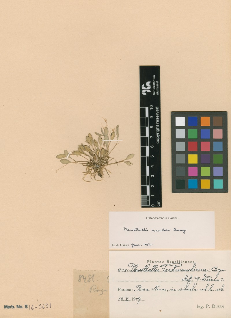 Anathallis dryadum photo 2