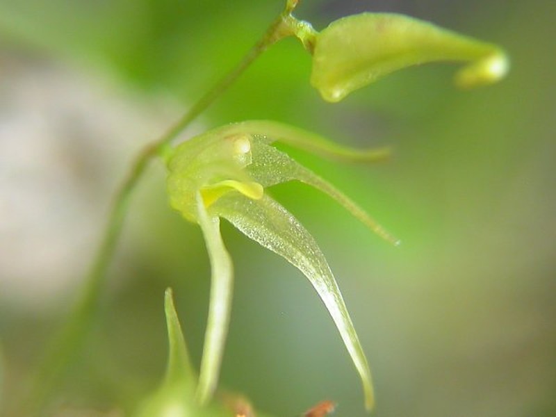 Anathallis ferdinandiana