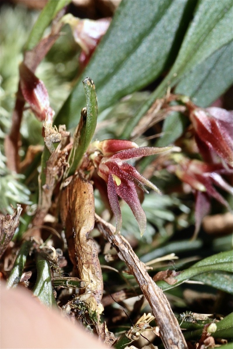 Anathallis funerea
