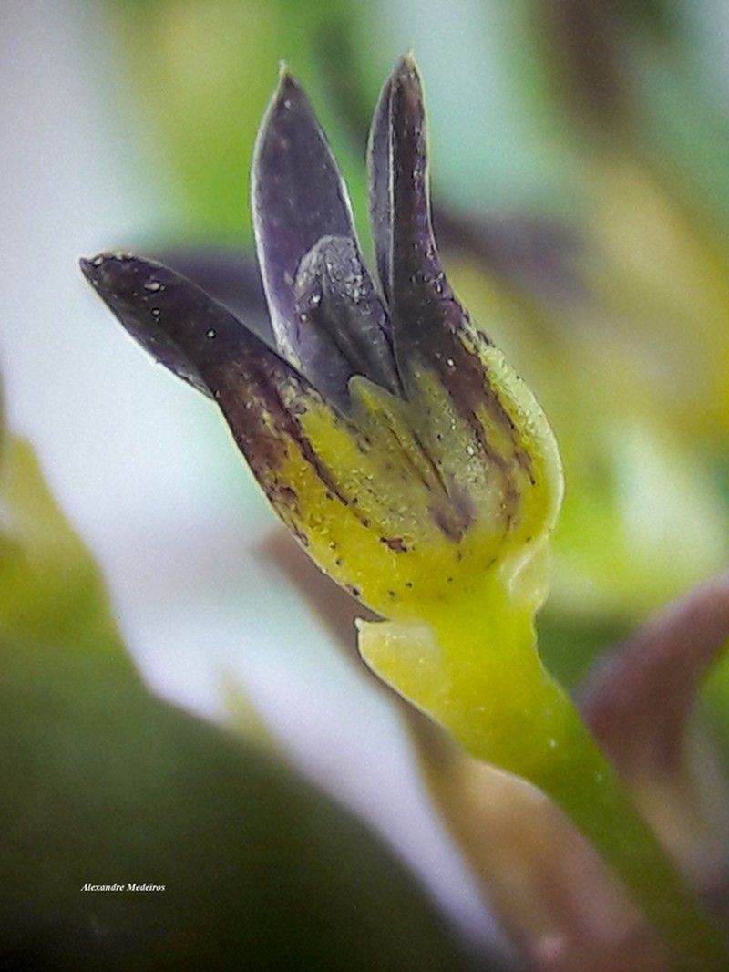 Anathallis guimaraensii