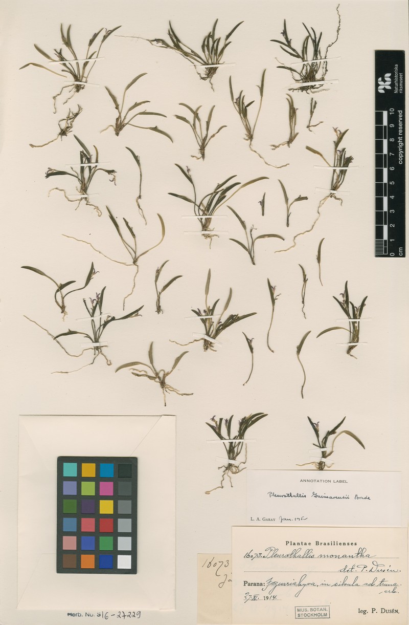 Anathallis guimaraensii photo 2