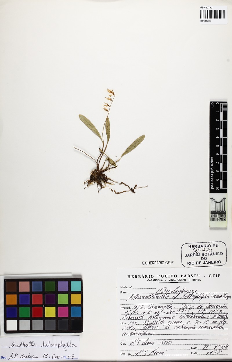 Anathallis heterophylla