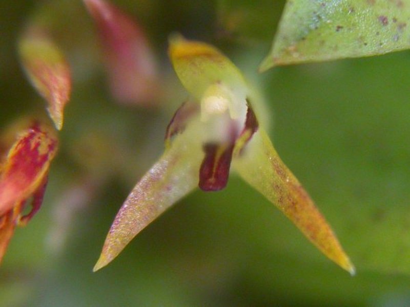 Anathallis imbricata