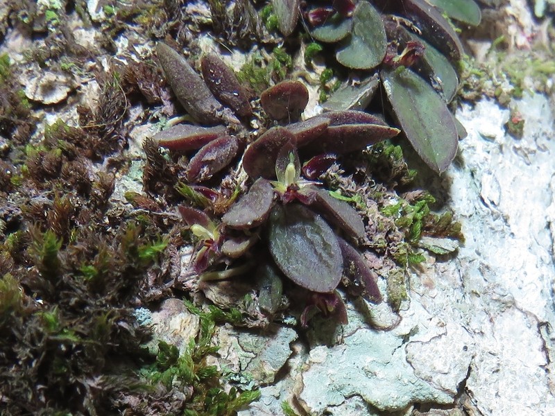 Anathallis johnsonii