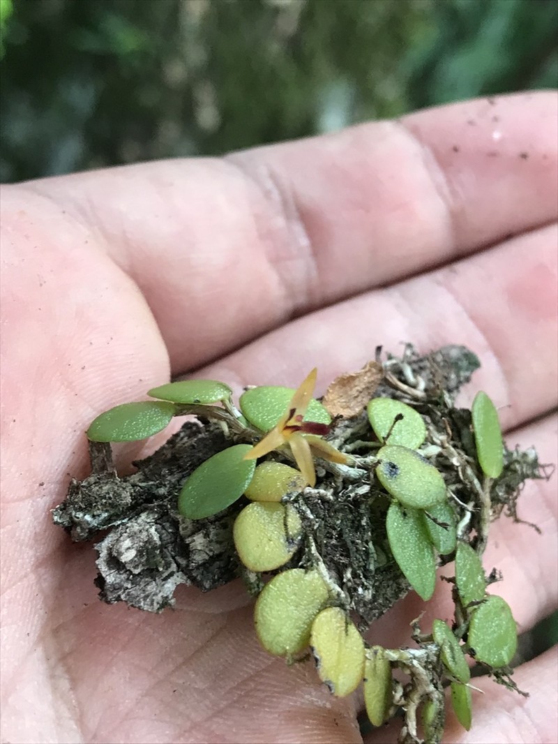 Anathallis lewisiae