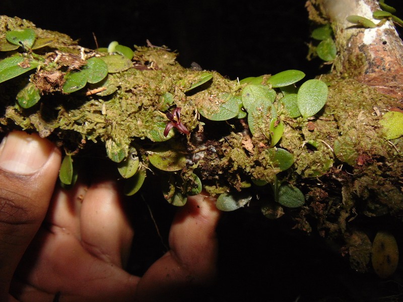 Anathallis lewisiae photo 2