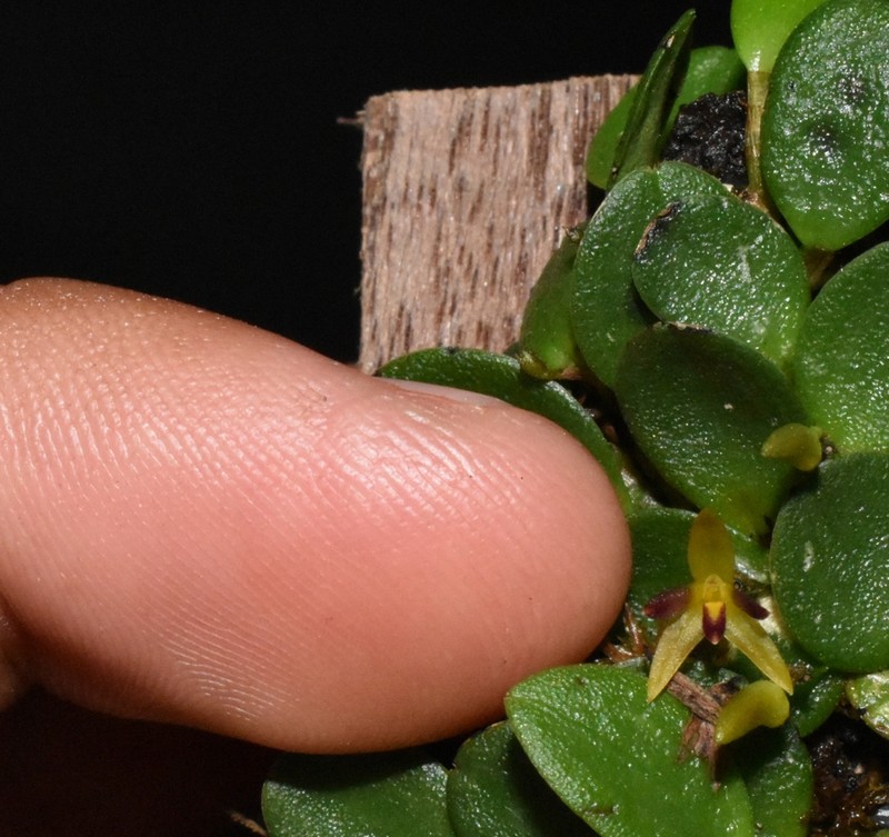 Anathallis lewisiae photo 3