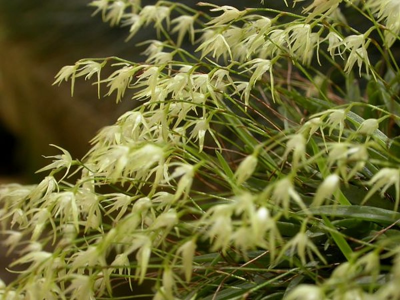 Anathallis linearifolia