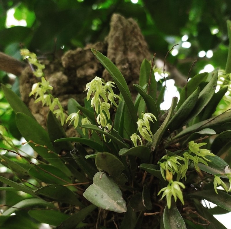 Anathallis linearifolia photo 2