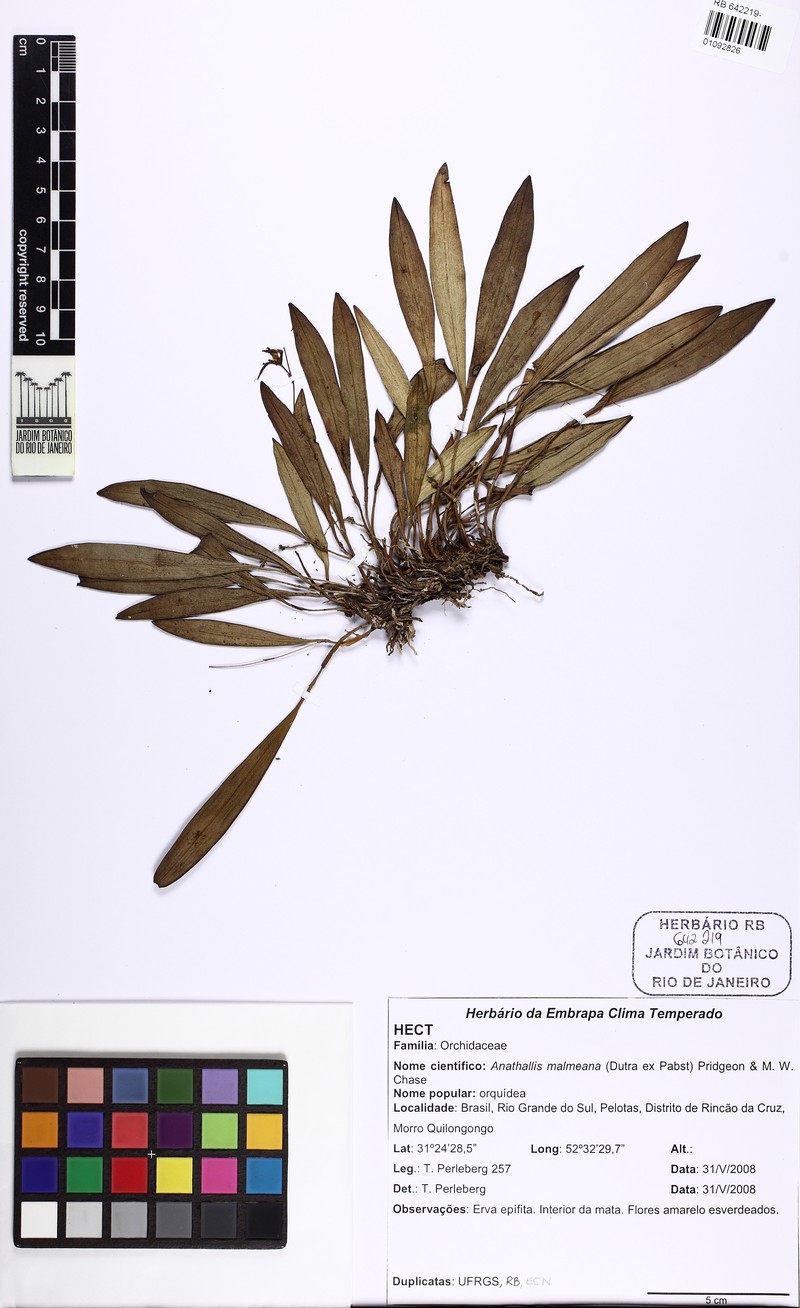 Anathallis malmeana